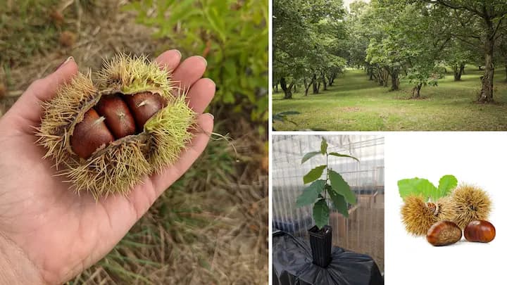 Buy chestnuts at Canopy Nursery